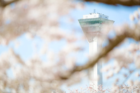 goryokaku tower and cherry blossomsの写真素材