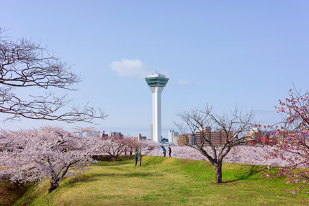 goryokaku tower and cherry blossomsの写真素材
