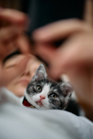 Cute little kitten in the hands of a woman, close-upの写真素材