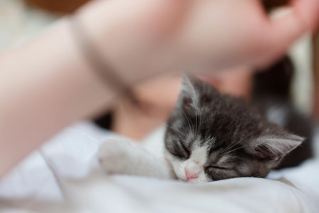Cute little kitten sleeping on the woman's hand. Shallow depth of fieldの写真素材