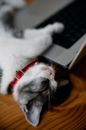 cute kitten by the laptopの写真素材