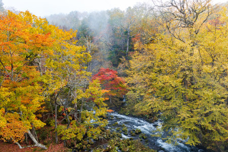 Autumn leaves and waterfalls in the national park of japanの写真素材