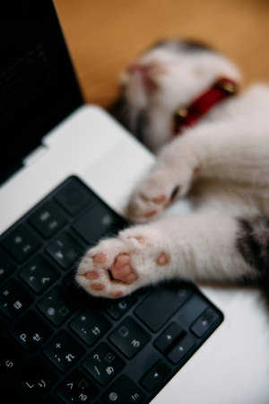 Cute cat paws on the keyboard of a laptop, close-upの写真素材