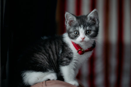 Cute kitten on the sofa