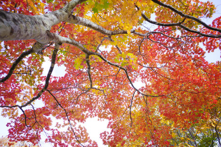 autumn leaves in hokkaido japanの写真素材