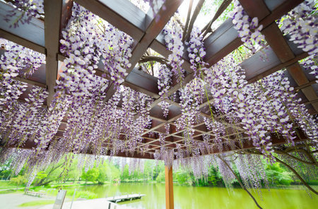 Wisteria flowers in the garden at Hida, Japan.の写真素材