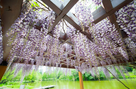 Wisteria flowers in the garden at Chiang Rai, Thailand.の写真素材