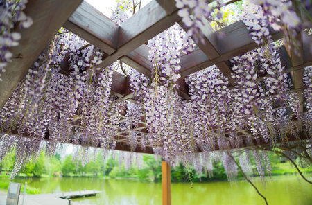 Wisteria flowers in full bloom in the garden, Thailand.の写真素材