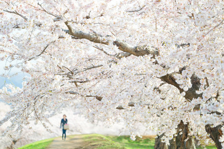 someiyoshino cherry blossoms in japanの写真素材