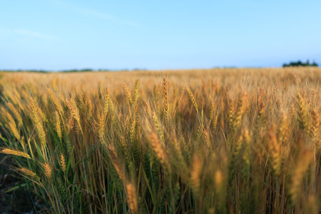 wheat field in summer hokkaidoの写真素材