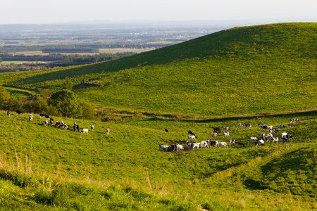 Cows grazing on the Naitai Plateauの写真素材