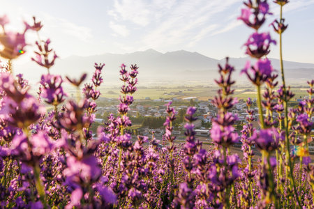 lavender field and sunrise in hokkaidoの写真素材