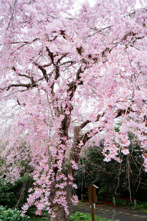 weeping cherry blossoms in hokkaidoの写真素材