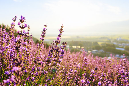 lavender field and sunrise in hokkaidoの写真素材