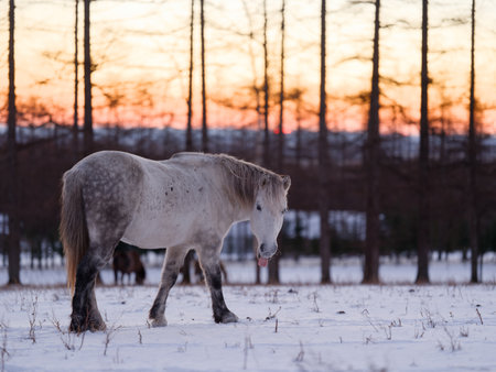 Horse in the field at sunset. Winter landscape with horses.の写真素材
