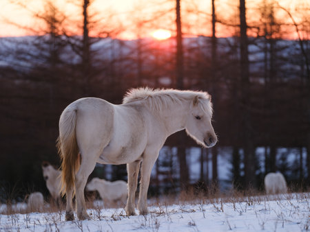 Beautiful white pony stallion in winter snow field at sunset.の写真素材