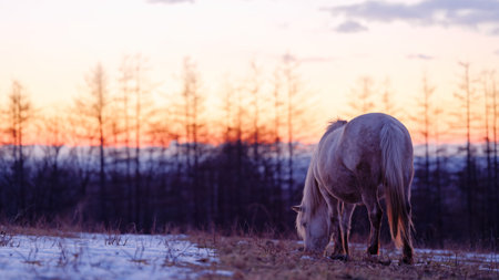 Horse in the field in winter at sunset. Beautiful landscape.の写真素材