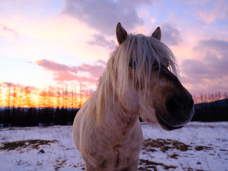 Horse on the background of the sky at sunset in winter.の写真素材