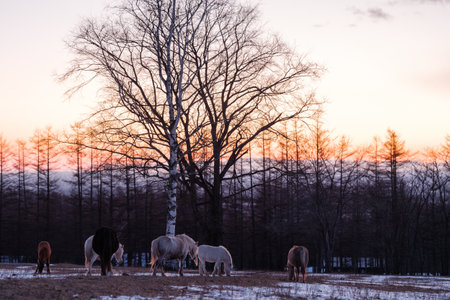 Horses graze on a meadow in the winter at sunsetの写真素材