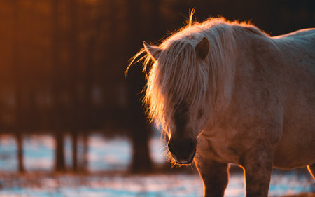 Horse in winter forest at sunset, close-up view.の写真素材