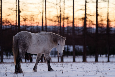 Horse in the snow at sunset. Beautiful winter landscape with horses.の写真素材