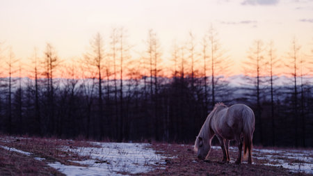 Horse grazing in a meadow in the winter at sunset.の写真素材