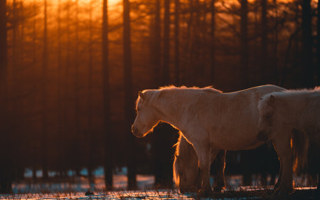 Horses in the forest at sunset. Winter landscape with horses.