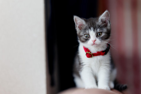 one cute kitten in homeの写真素材