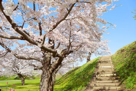 someiyoshino cherry blossoms in japanの写真素材