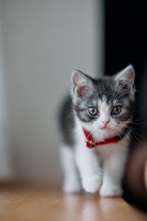 one cute kitten in homeの写真素材
