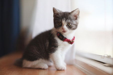 one cute kitten in homeの写真素材
