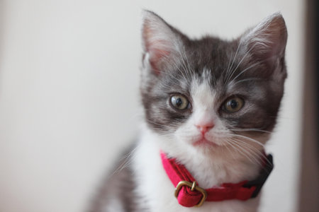 one cute kitten in homeの写真素材