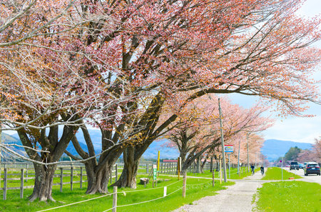 Cherry blossoms in shizunai hokkaidoの写真素材