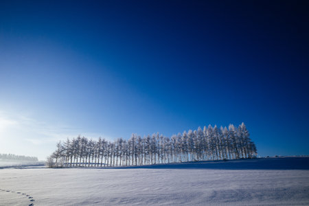 blue sky and snow fieldの写真素材