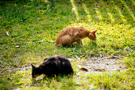 stray cat in okinawa Japan