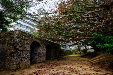 Big banyan tree in sogenji parkの写真素材