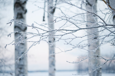 Winter landscape. Frost on the branches of trees in the forest.