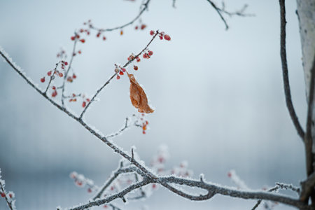 frost covered tree in winterの写真素材