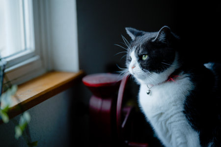 one cat near the windowの写真素材