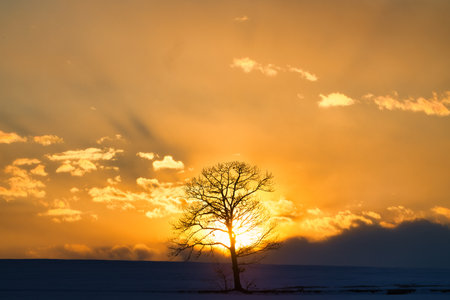 Trees and snowy fields dyed in the morning glowの写真素材