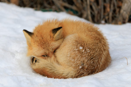 Sleeping fox on snow field