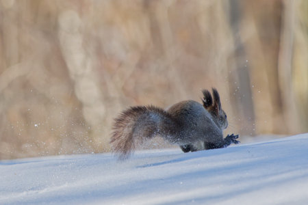 running squirrel on snow fieldの写真素材