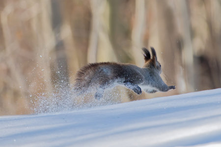 running squirrel on snow fieldの写真素材