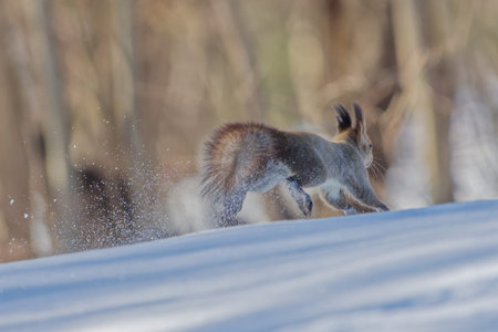 running squirrel on snow fieldの写真素材