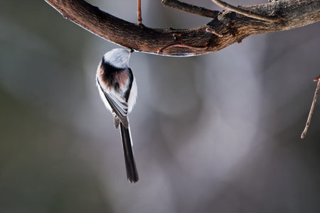 long tailed tit in winterの写真素材