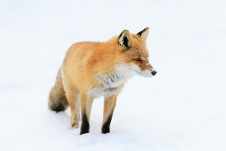 one fox in winter hokkaido