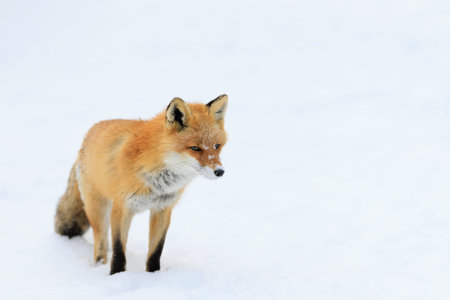 one fox in winter hokkaido