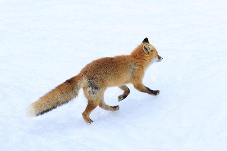 running fox on snow field