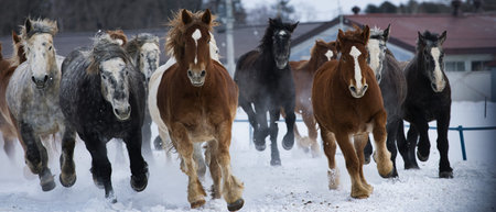 running horse in winter hokkaido