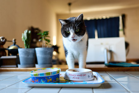 cat eating foodの写真素材